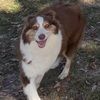 aussie4moments